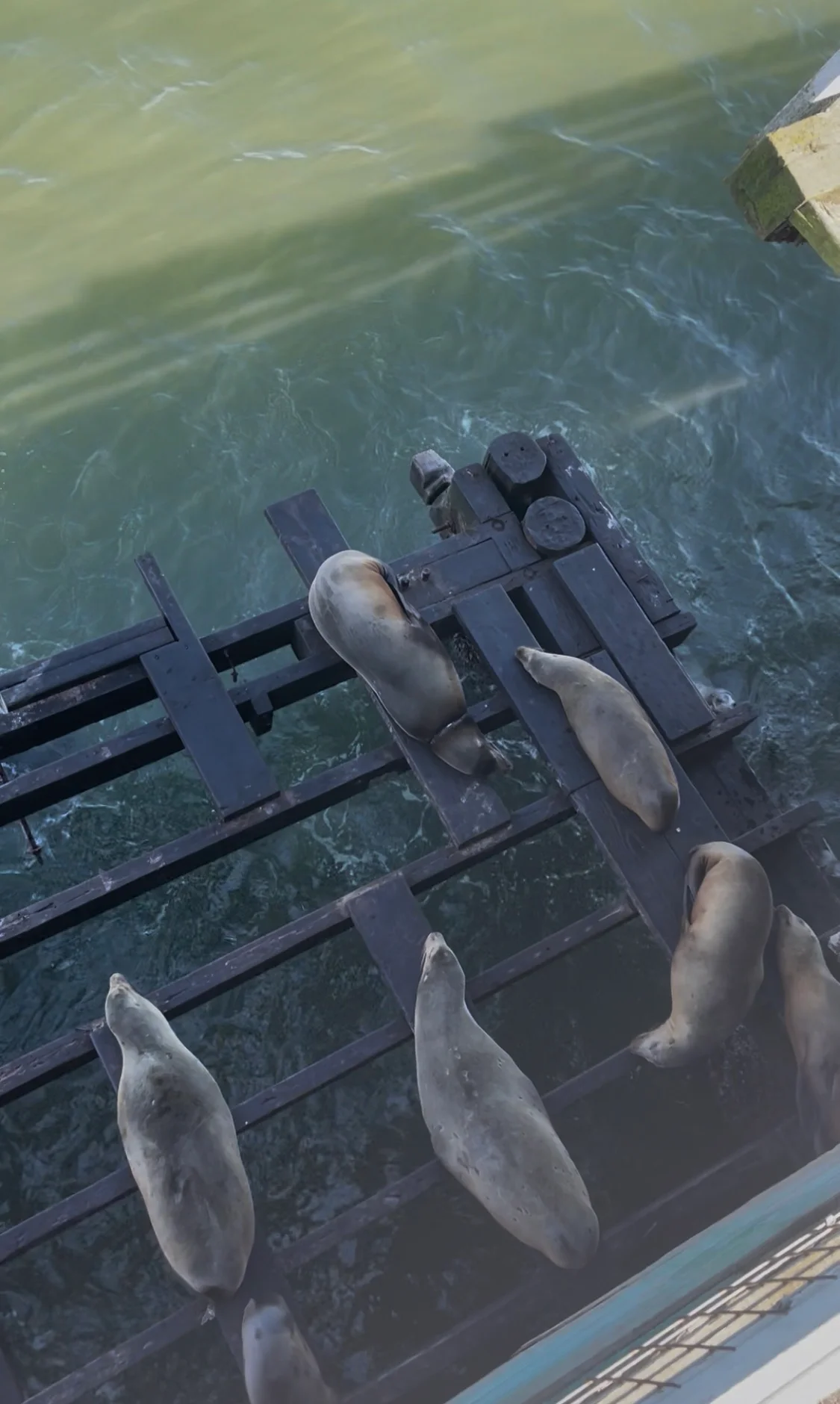 Santa Cruz Wharf Sea Lions